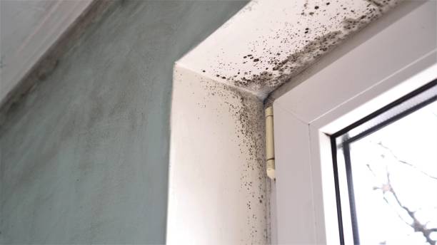 Best Attic Mold Removal  in Midland City, AL