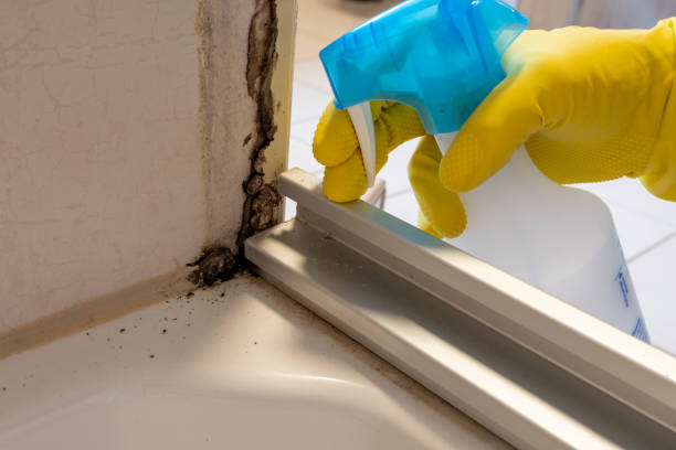 Professional Mold Removal in Midland City, AL