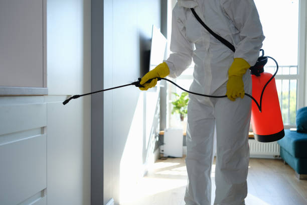 Best Mold Damage Repair  in Midland City, AL