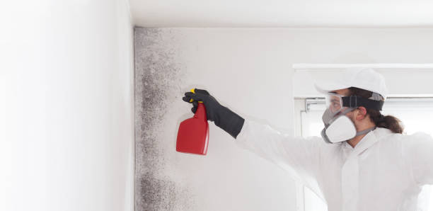 Best Toxic Mold Removal  in Midland City, AL