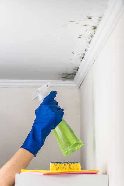 Best Crawl Space Mold Removal  in Midland City, AL