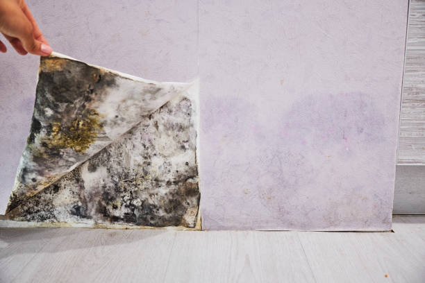 Best Local Mold Removal Service  in Midland City, AL